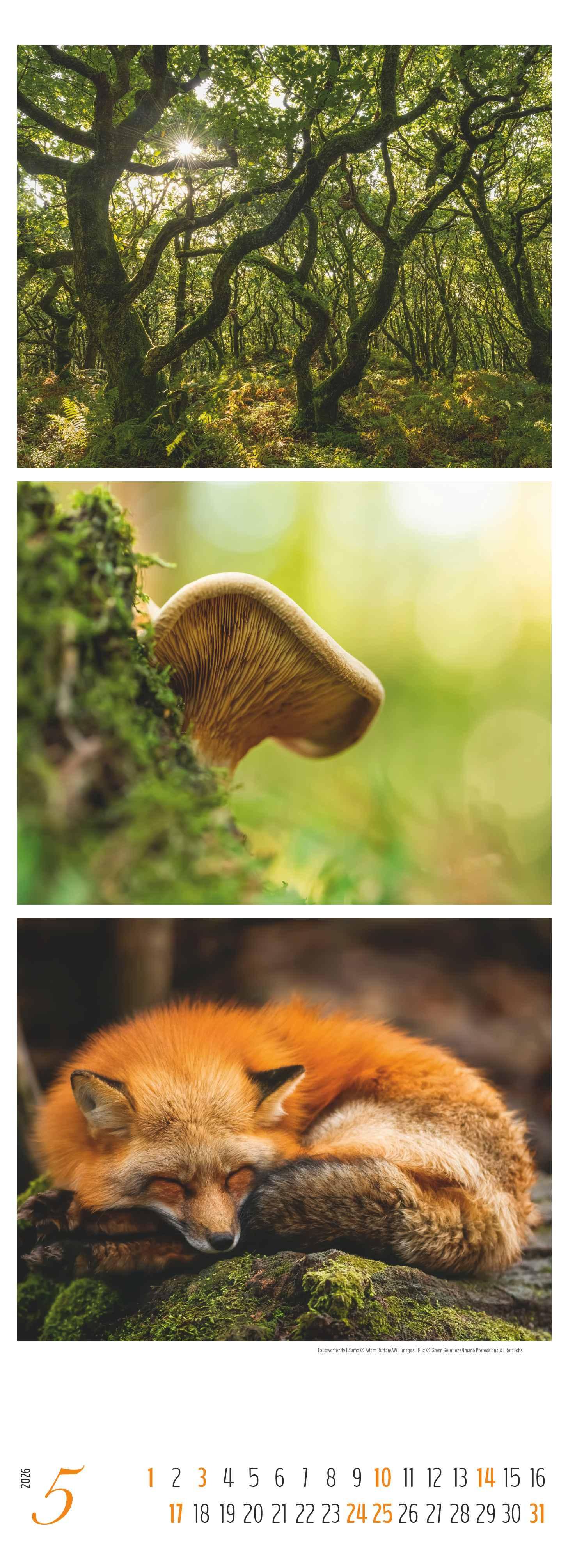 Beispielinhalt (Bild) Waldleben - Triplets 2026 - Streifenkalender XXL 25x69 cm - Bildkalender im Hochformat - Naturkalender
