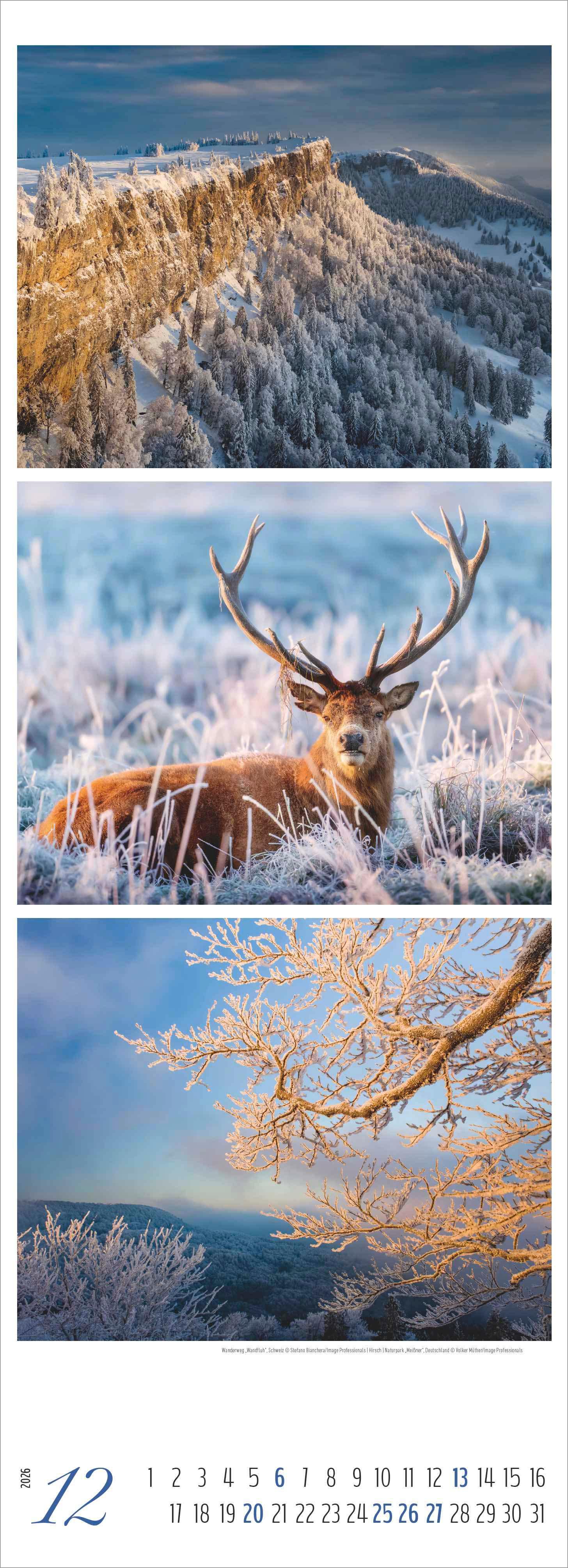 Beispielinhalt (Bild) Waldleben - Triplets 2026 - Streifenkalender XXL 25x69 cm - Bildkalender im Hochformat - Naturkalender
