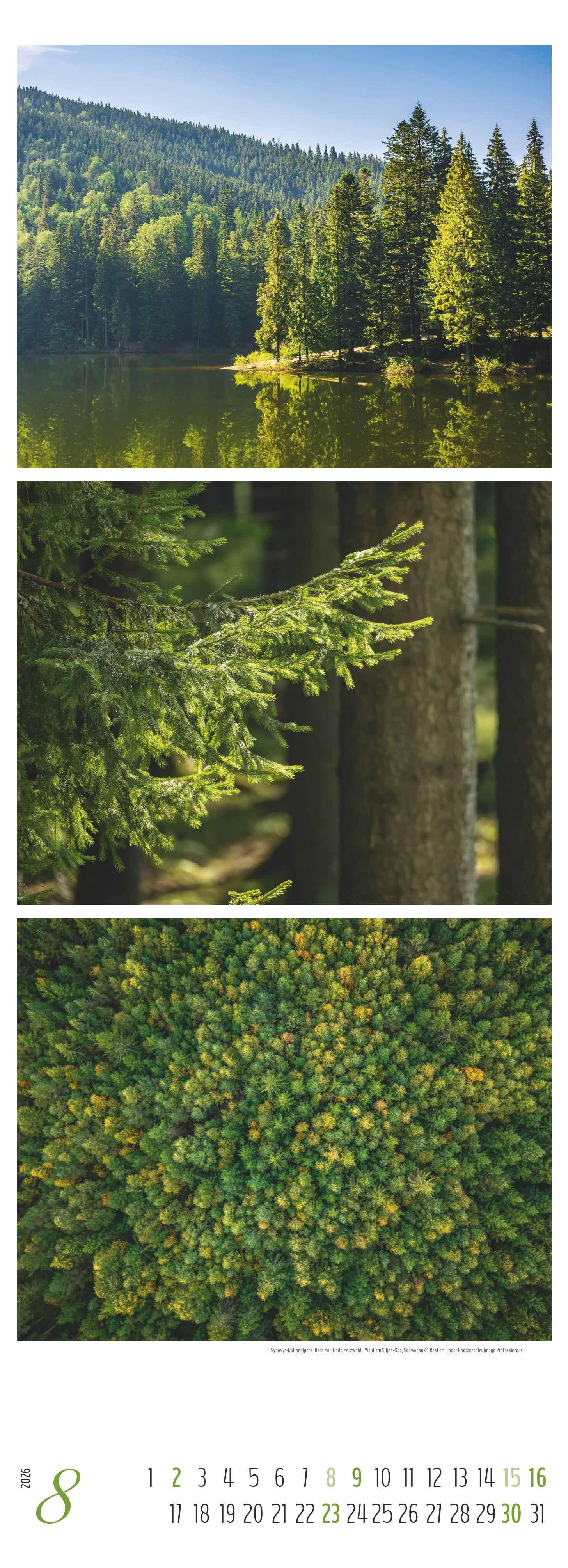 Beispielinhalt (Bild) Waldleben - Triplets 2026 - Streifenkalender XXL 25x69 cm - Bildkalender im Hochformat - Naturkalender
