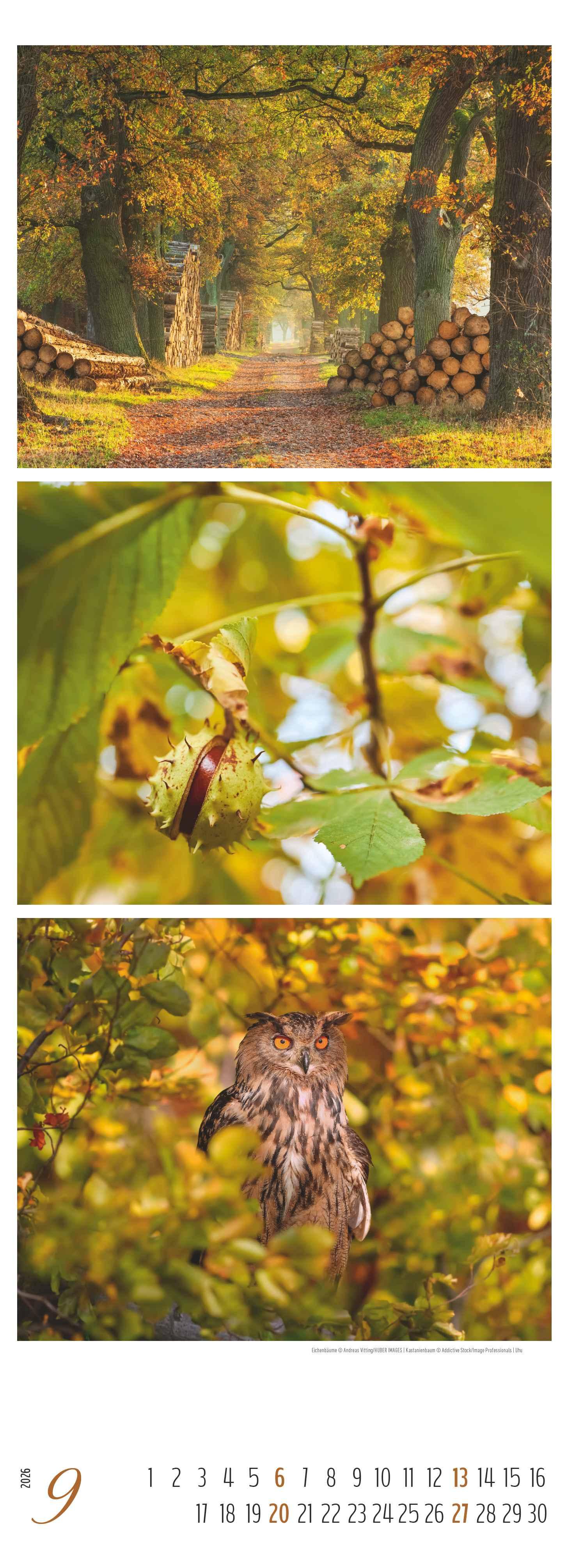 Beispielinhalt (Bild) Waldleben - Triplets 2026 - Streifenkalender XXL 25x69 cm - Bildkalender im Hochformat - Naturkalender