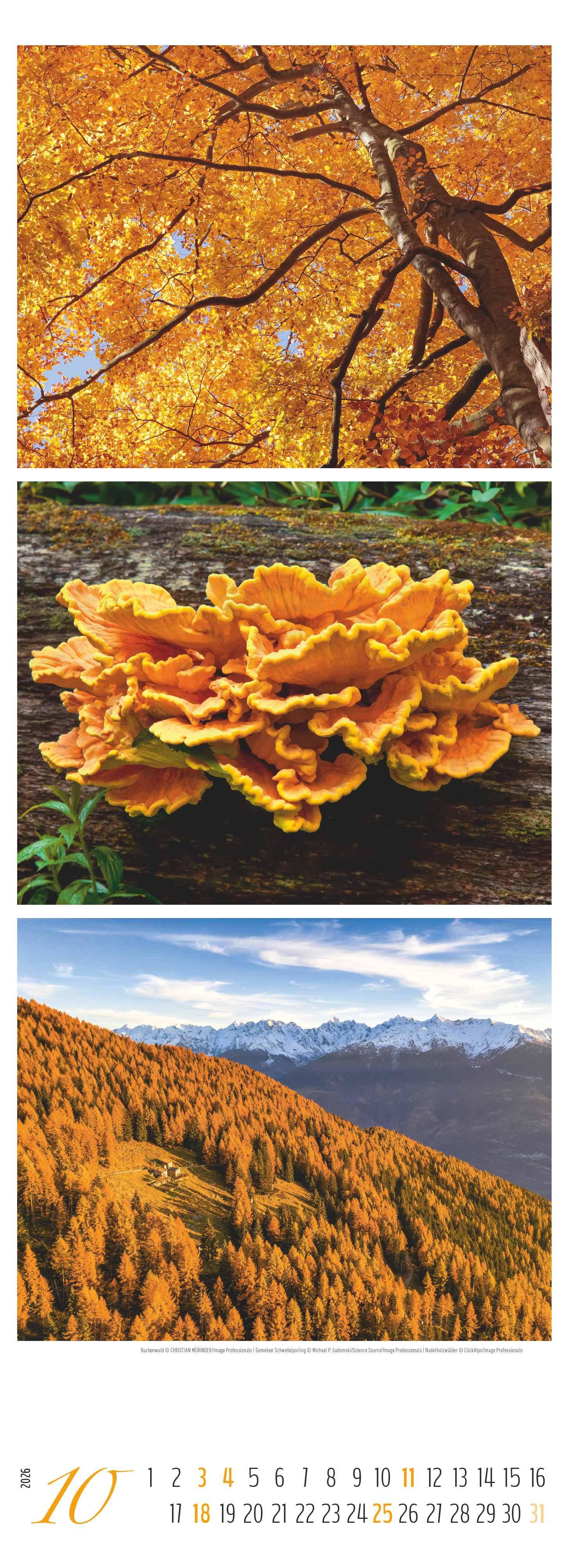 Beispielinhalt (Bild) Waldleben - Triplets 2026 - Streifenkalender XXL 25x69 cm - Bildkalender im Hochformat - Naturkalender