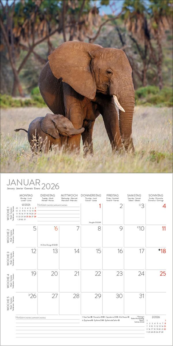 Beispielinhalt (Bild) Elefanten 2026