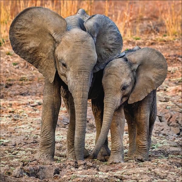 Beispielinhalt (Bild) Elefanten 2026