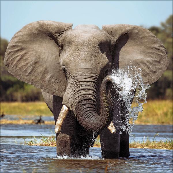 Beispielinhalt (Bild) Elefanten 2026