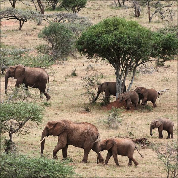 Beispielinhalt (Bild) Elefanten 2026