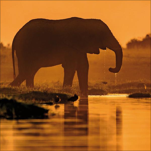 Beispielinhalt (Bild) Elefanten 2026