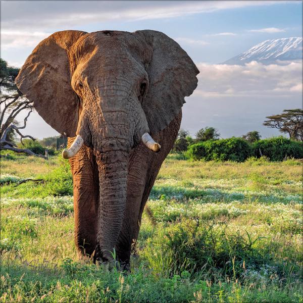 Beispielinhalt (Bild) Elefanten 2026