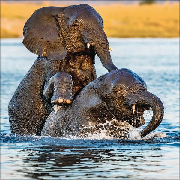 Beispielinhalt (Bild) Elefanten 2026