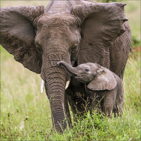 Beispielinhalt (Bild) Elefanten 2026