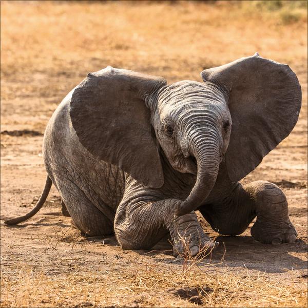 Beispielinhalt (Bild) Elefanten 2026