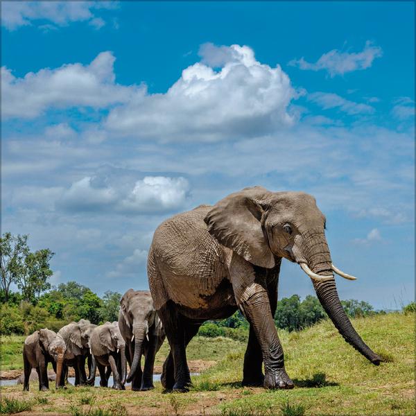 Beispielinhalt (Bild) Elefanten 2026