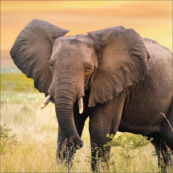 Beispielinhalt (Bild) Elefanten 2026