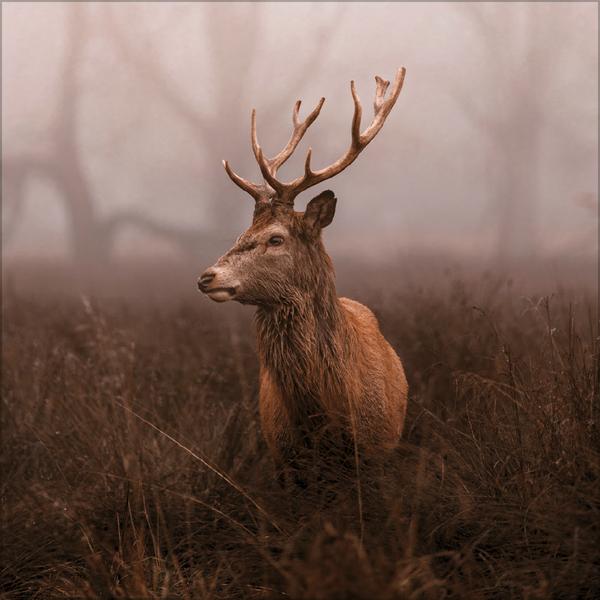 Beispielinhalt (Bild) Moments in Nature 2026