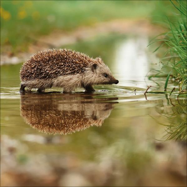 Beispielinhalt (Bild) Igel 2026