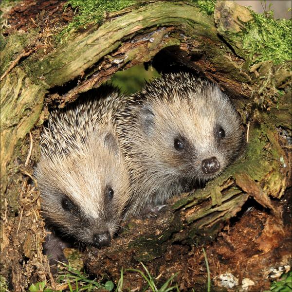 Beispielinhalt (Bild) Igel 2026