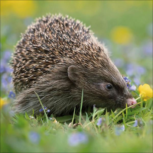 Beispielinhalt (Bild) Igel 2026