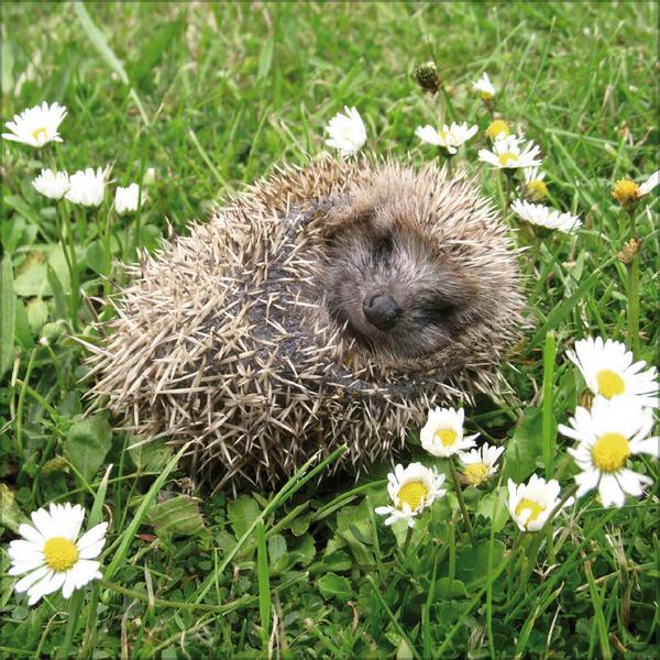 Beispielinhalt (Bild) Igel 2026