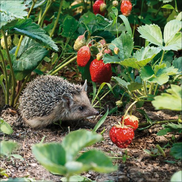 Beispielinhalt (Bild) Igel 2026