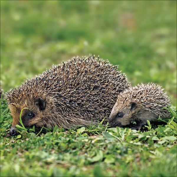 Beispielinhalt (Bild) Igel 2026