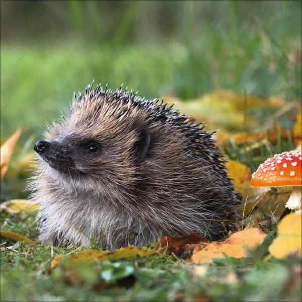 Beispielinhalt (Bild) Igel 2026