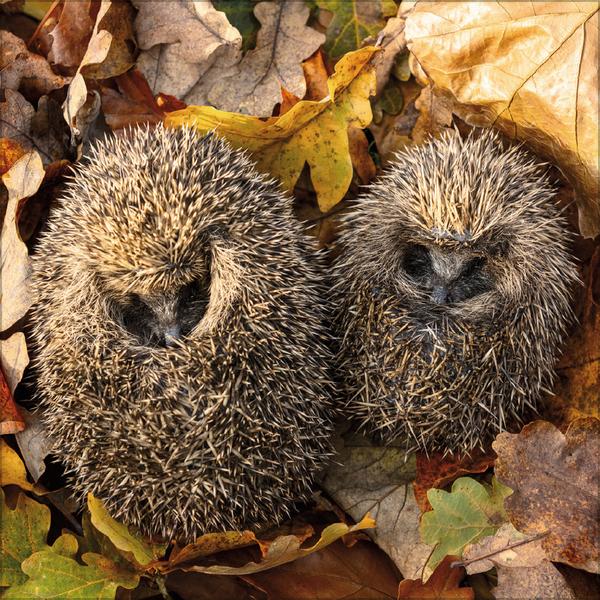 Beispielinhalt (Bild) Igel 2026
