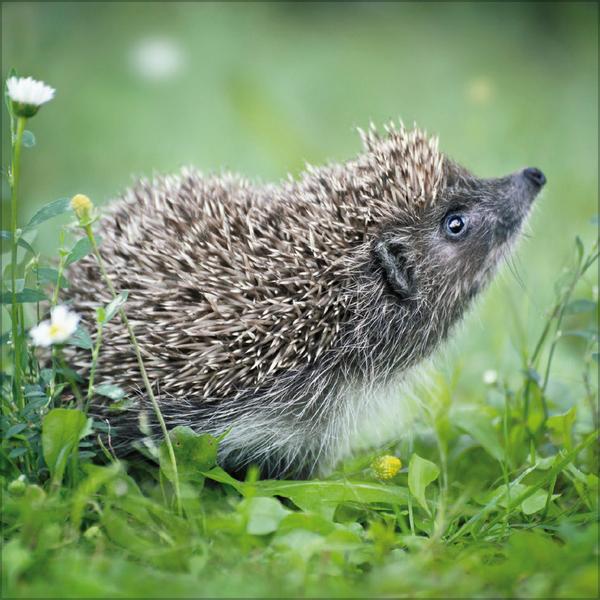 Beispielinhalt (Bild) Igel 2026