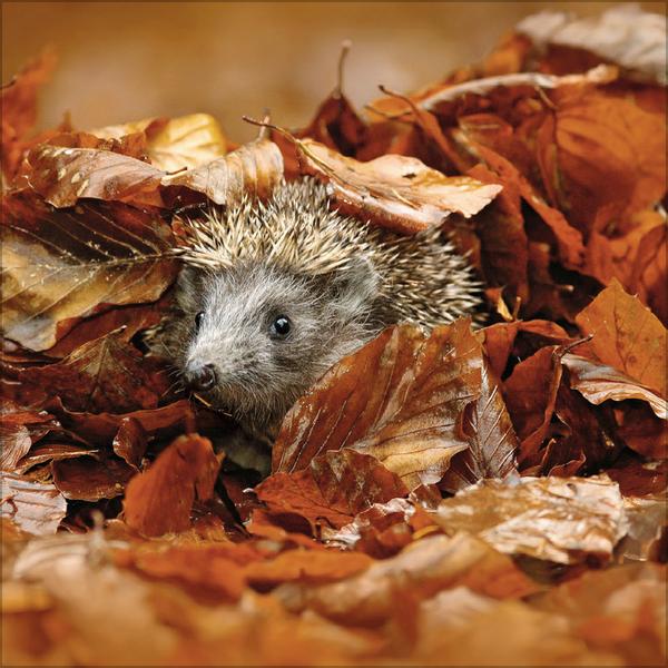 Beispielinhalt (Bild) Igel 2026