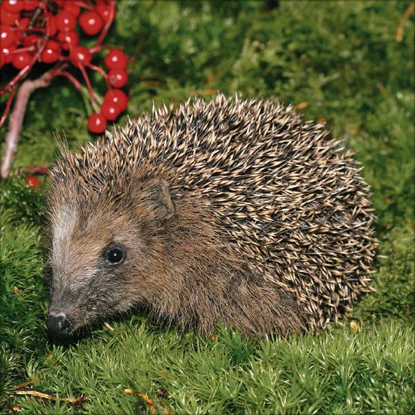 Beispielinhalt (Bild) Igel 2026