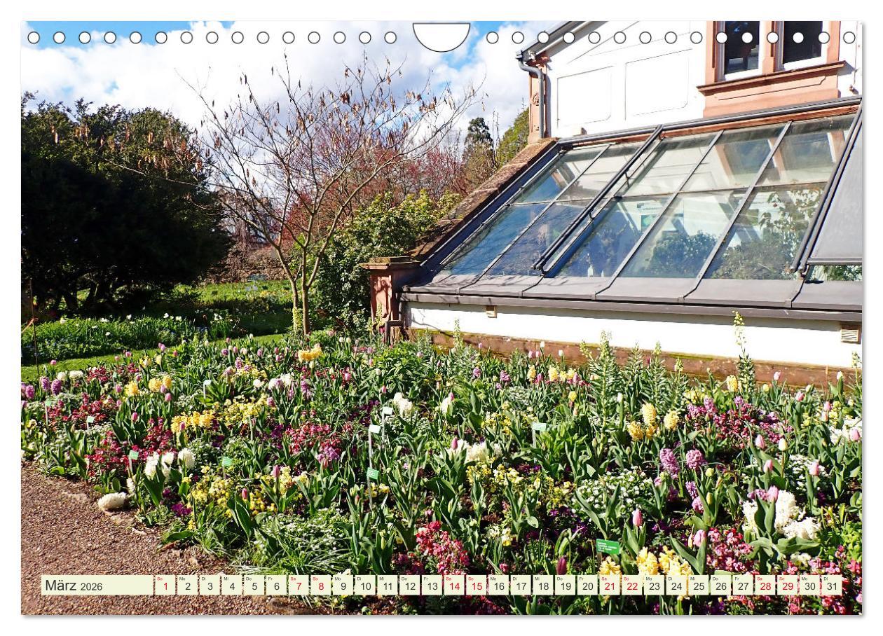 Beispielinhalt (Bild) Weinheim erleben Schlosspark, Burgen und einladender Marktplatz (Wandkalender 2026 DIN A4 quer), CALVENDO Monatskalender