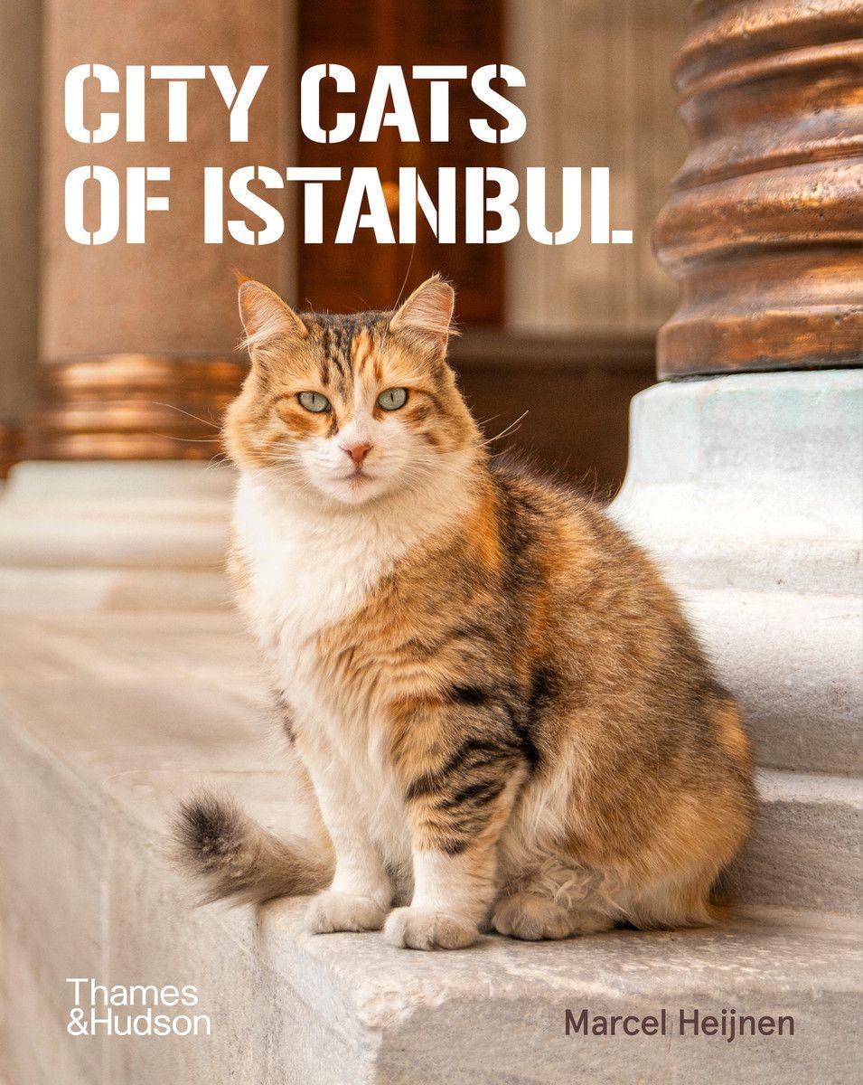 Vorderes Coverbild City Cats of Istanbul