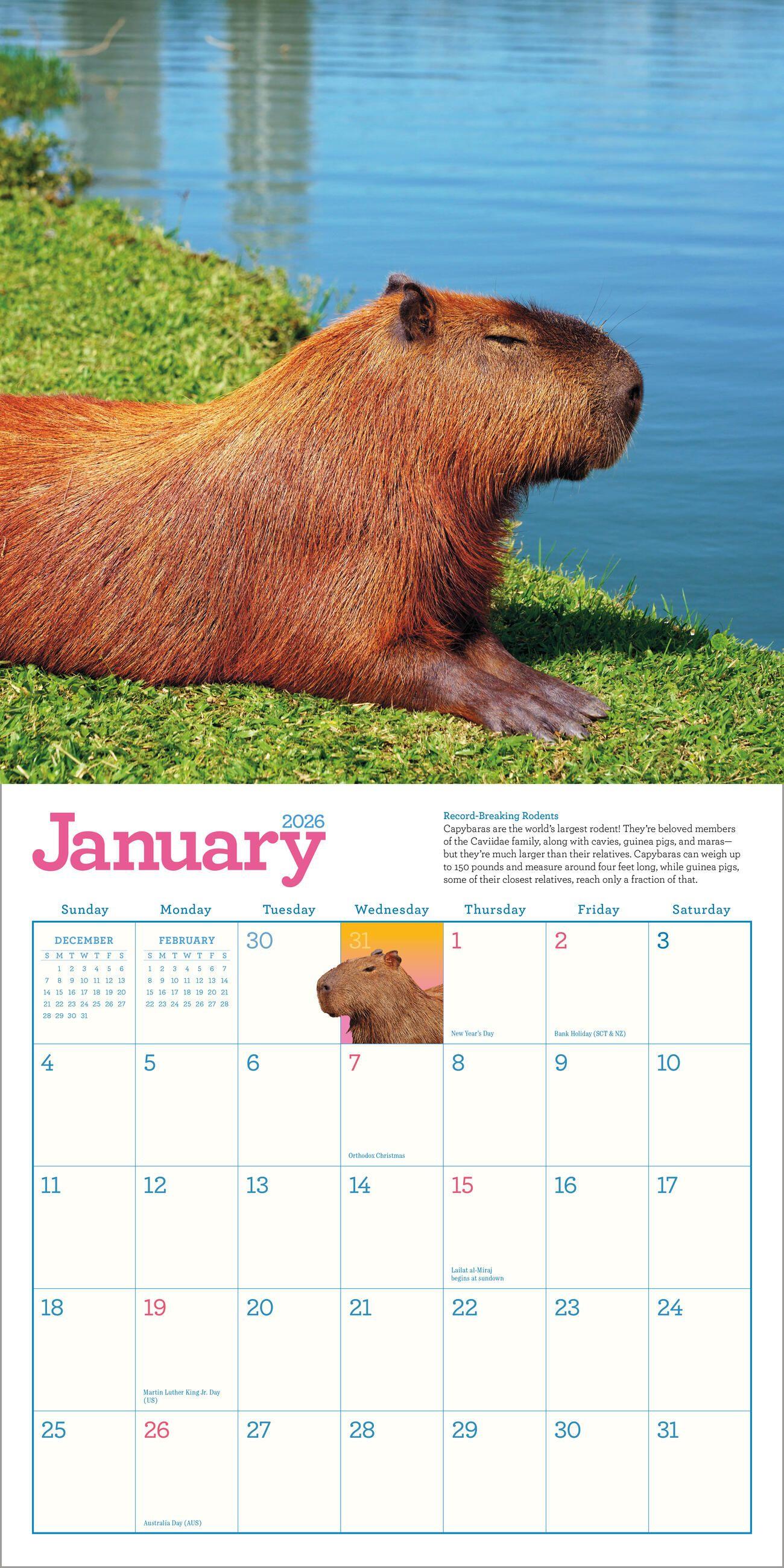 Beispielinhalt (Bild) Capybara Wall Calendar 2026