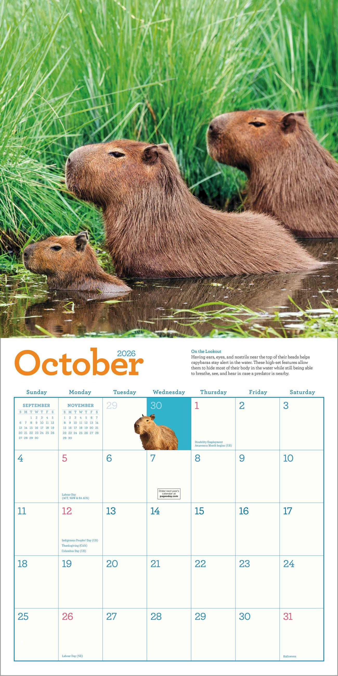Beispielinhalt (Bild) Capybara Wall Calendar 2026