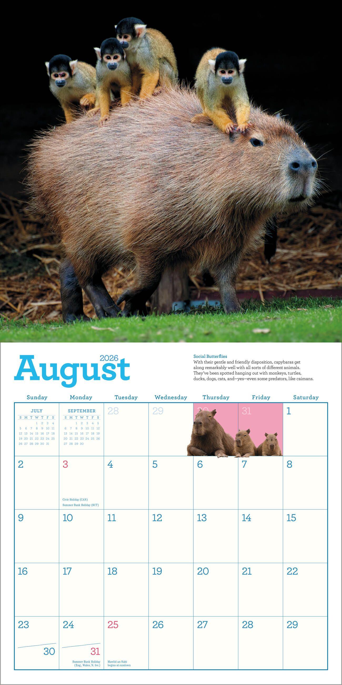 Beispielinhalt (Bild) Capybara Wall Calendar 2026