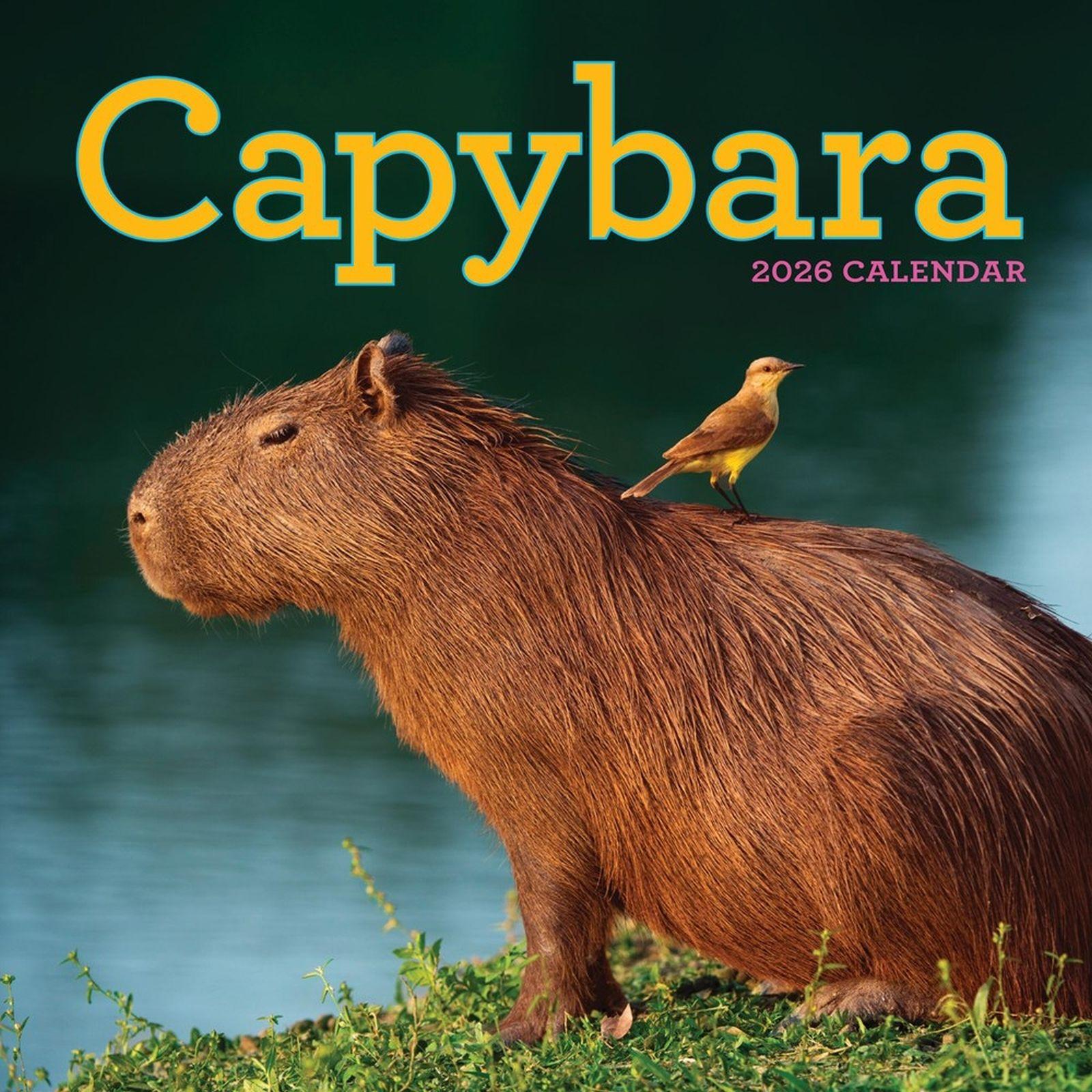 Vorderes Coverbild Capybara Wall Calendar 2026