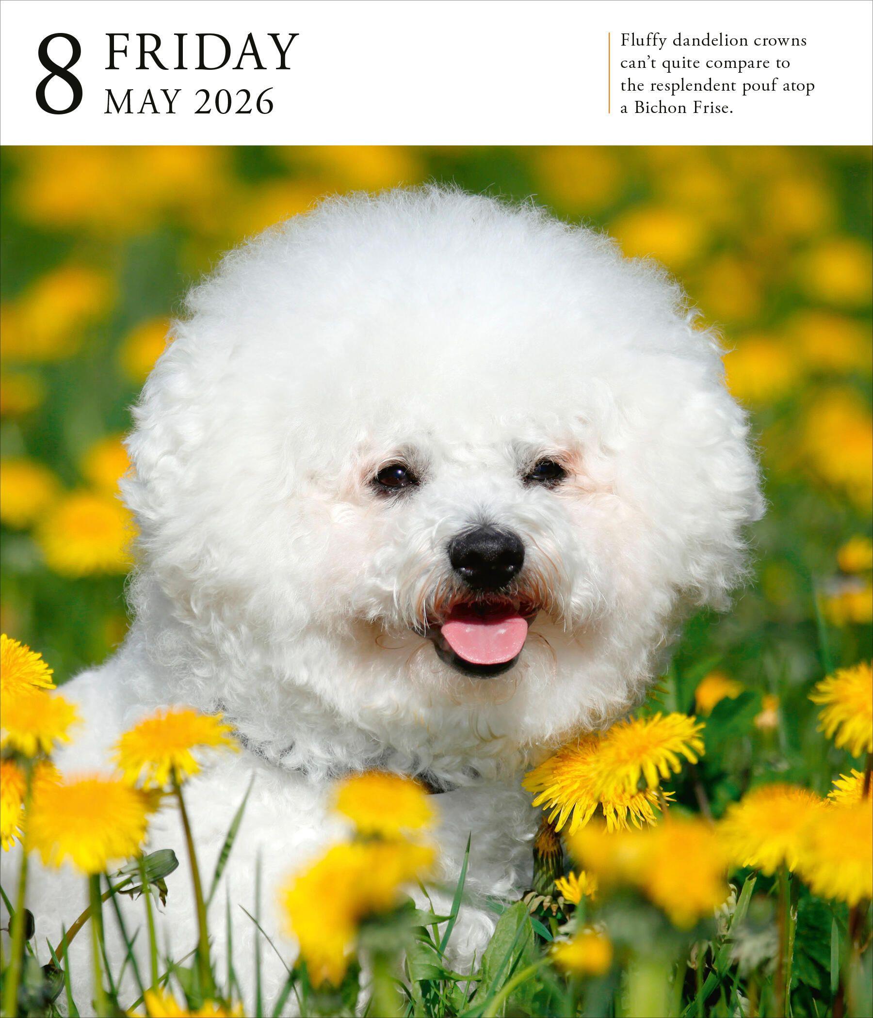 Beispielinhalt (Bild) Dog Page-A-Day(r) Gallery Calendar 2026