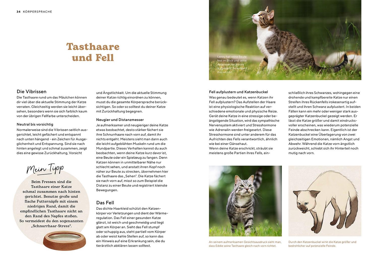 Beispielinhalt (Bild) Katzensprache