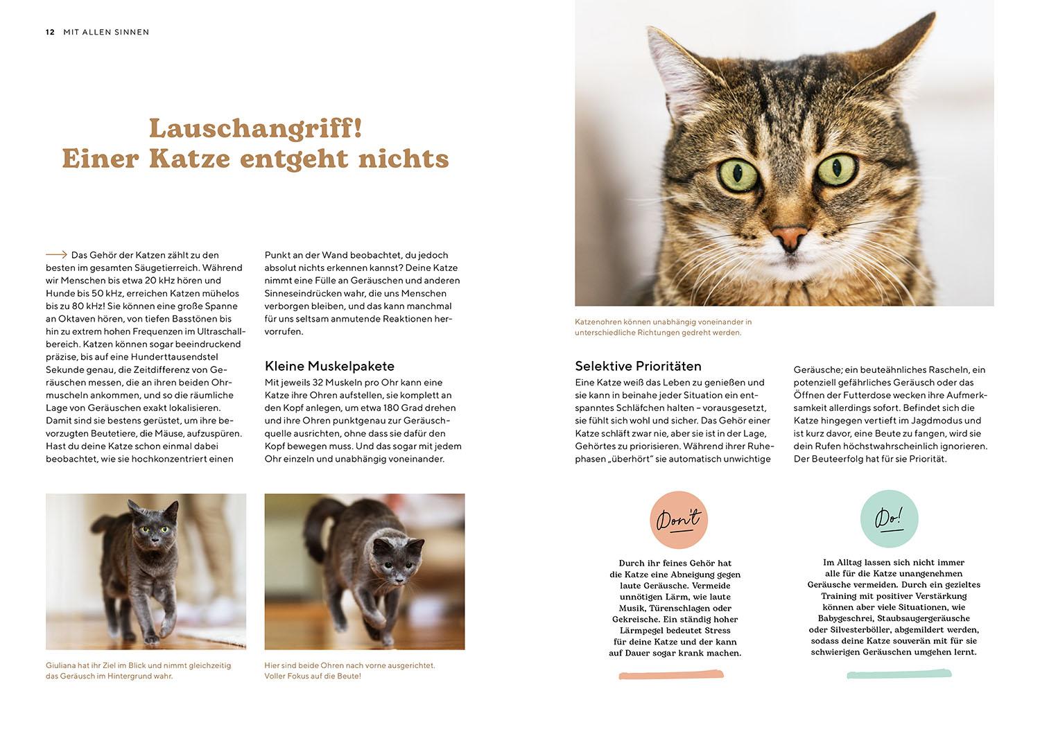 Beispielinhalt (Bild) Katzensprache