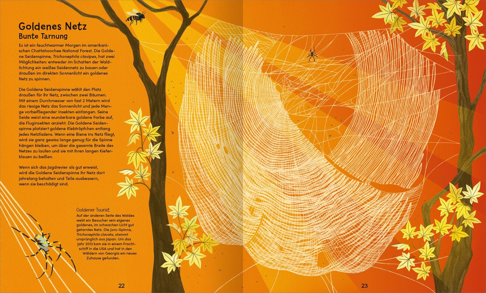Beispielinhalt (Bild) Wunderwelt der Spinnennetze