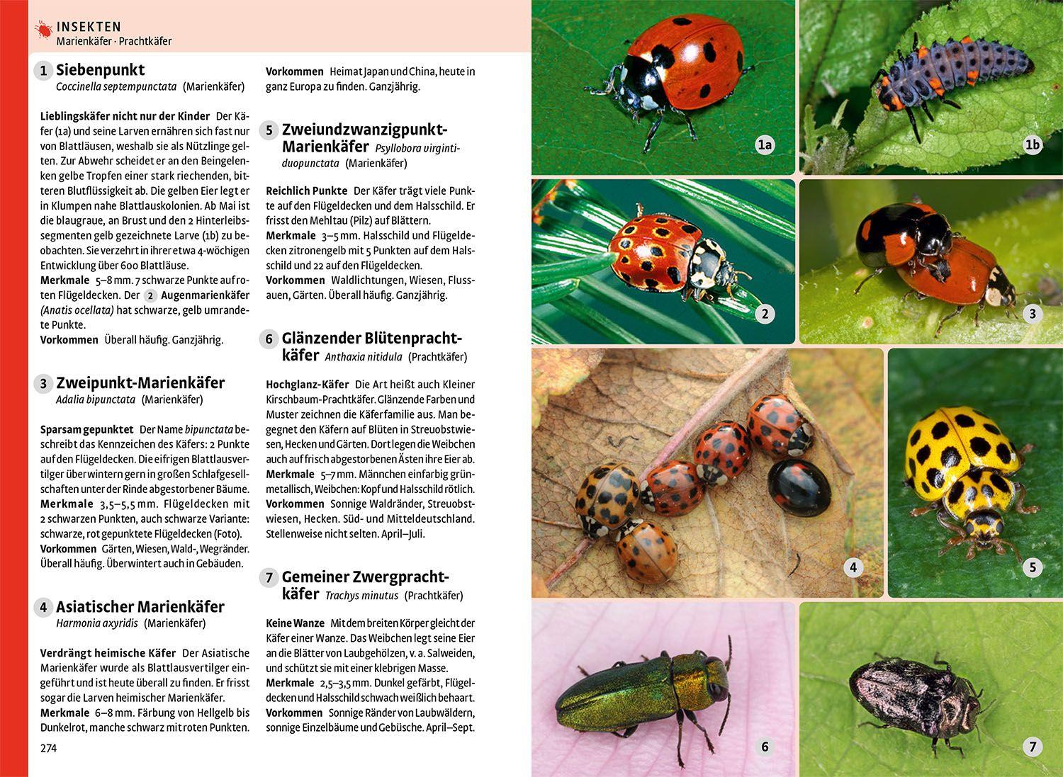 Beispielinhalt (Bild) Der große Kosmos-Naturführer Tiere und Pflanzen