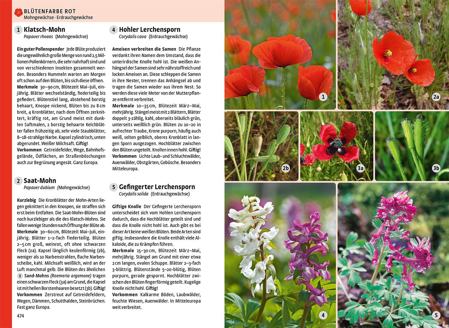 Beispielinhalt (Bild) Der große Kosmos-Naturführer Tiere und Pflanzen