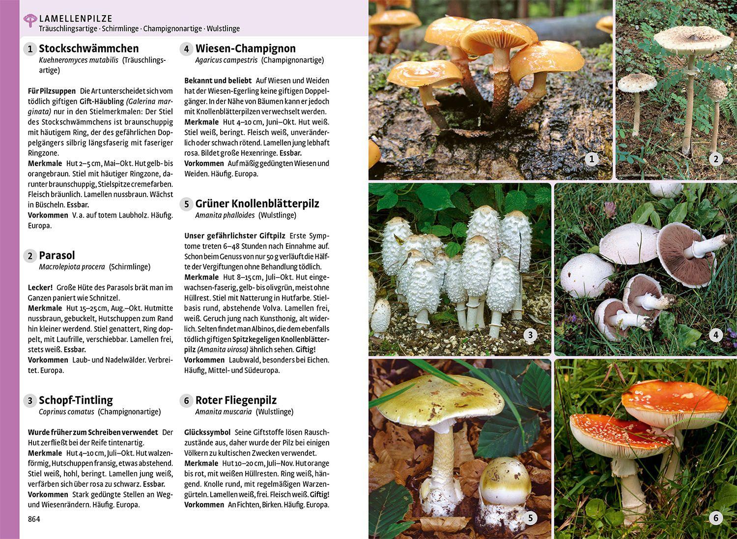 Beispielinhalt (Bild) Der große Kosmos-Naturführer Tiere und Pflanzen