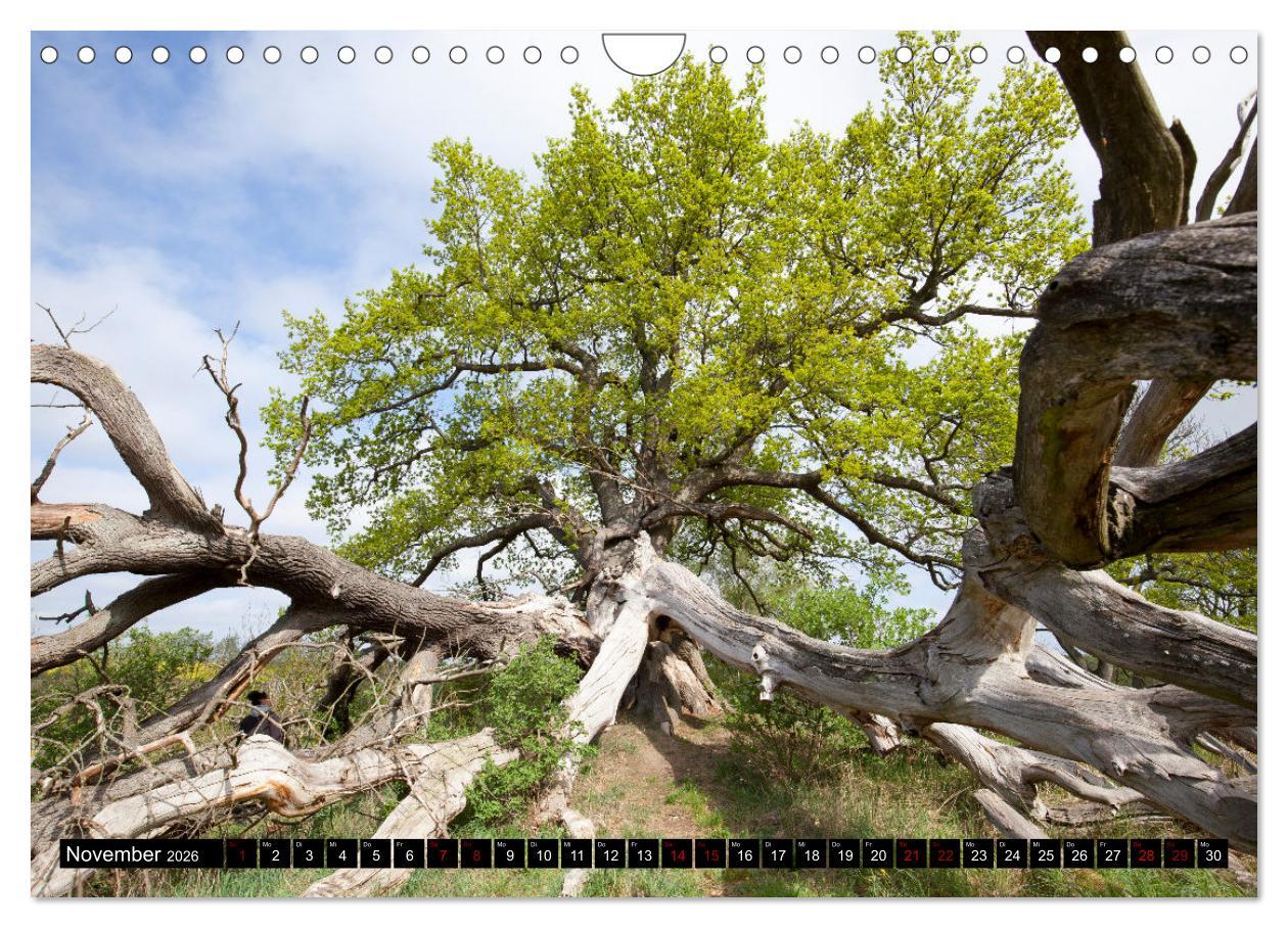 Beispielinhalt (Bild) Usedom (Wandkalender 2026 DIN A4 quer), CALVENDO Monatskalender