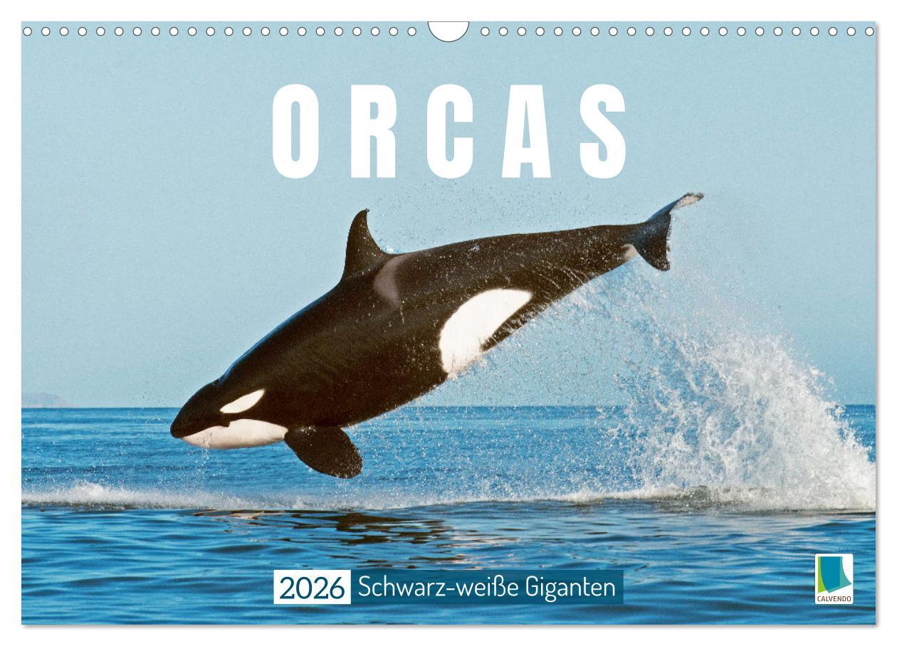 Vorderes Coverbild Orcas: Schwarz-weiße Giganten (Wandkalender 2026 DIN A3 quer), CALVENDO Monatskalender