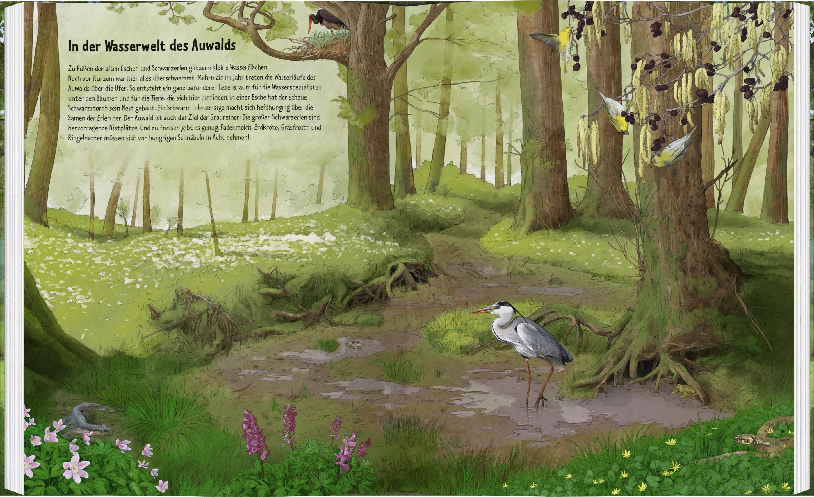 Beispielinhalt (Bild) Wildes Leben in alten Bäumen