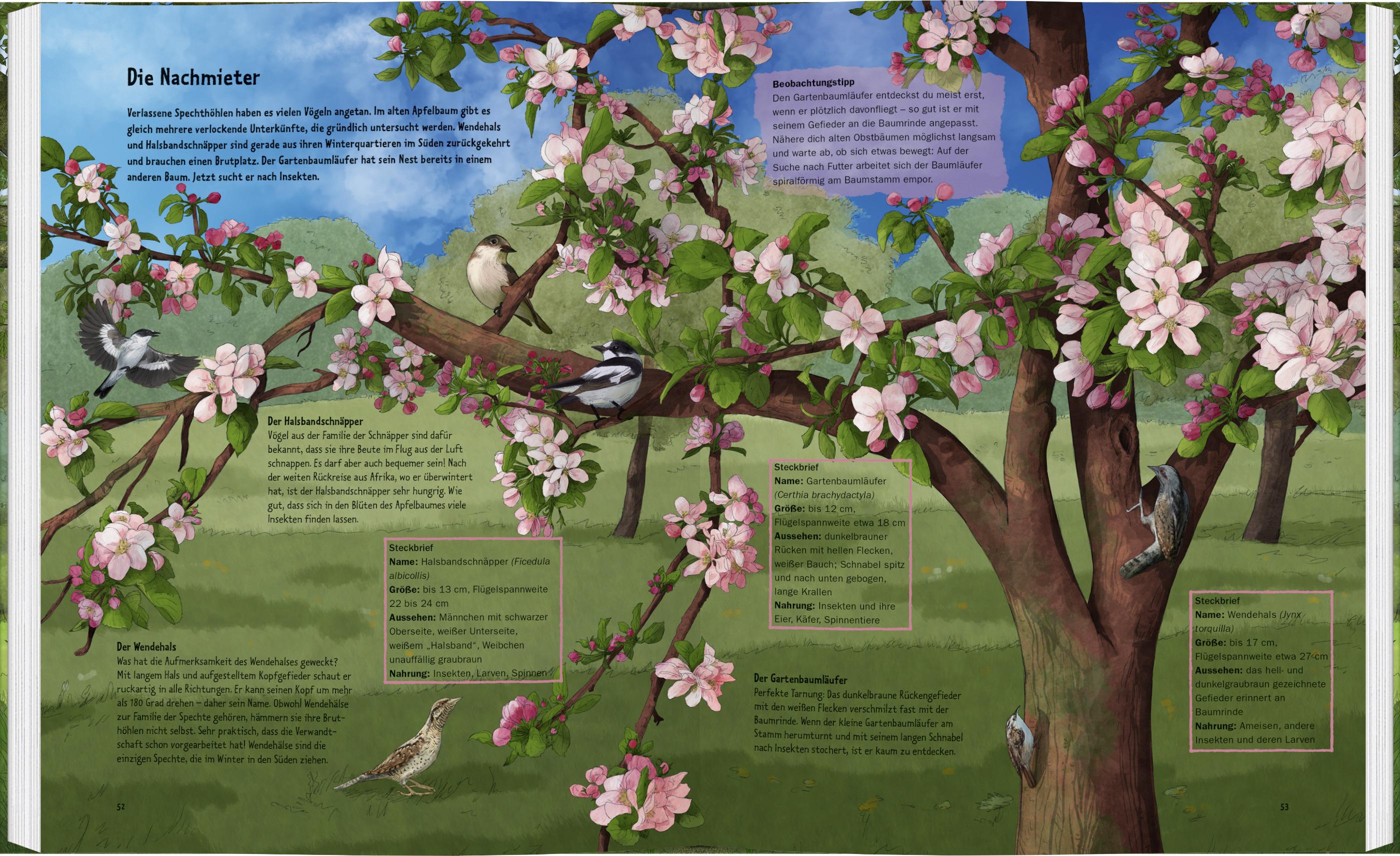 Beispielinhalt (Bild) Wildes Leben in alten Bäumen