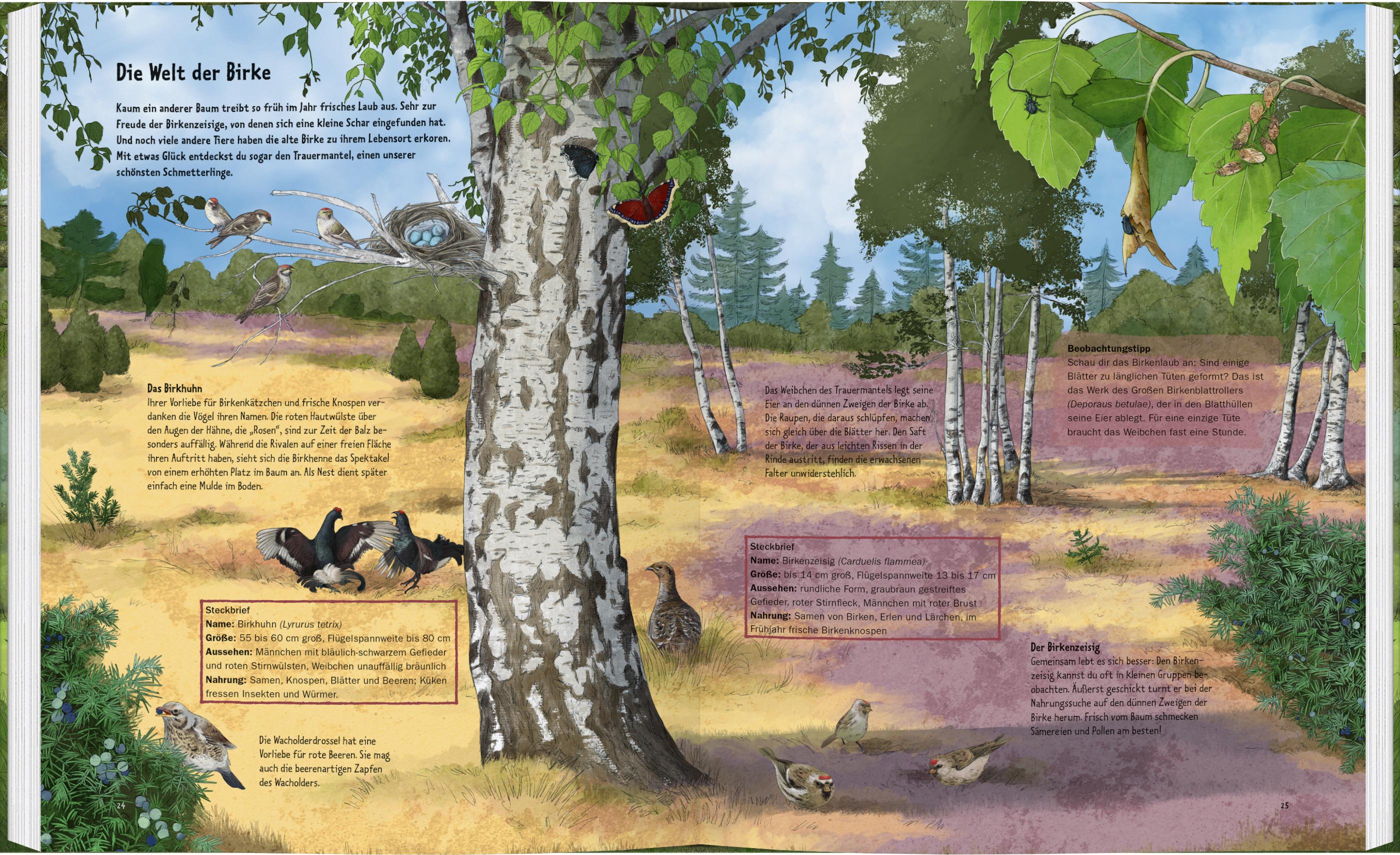 Beispielinhalt (Bild) Wildes Leben in alten Bäumen