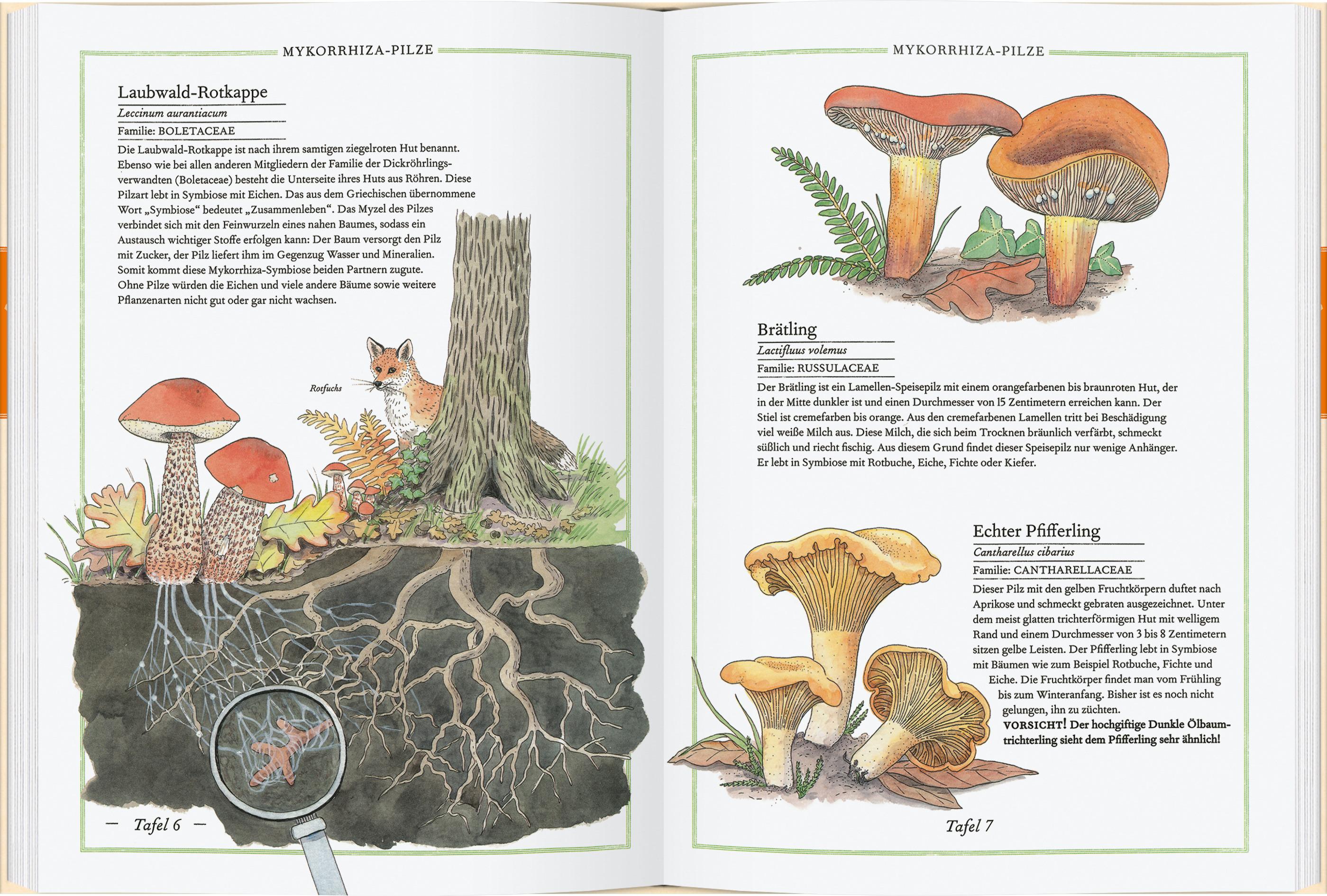 Beispielinhalt (Bild) Steinpilz, Trüffel, Pfifferling
