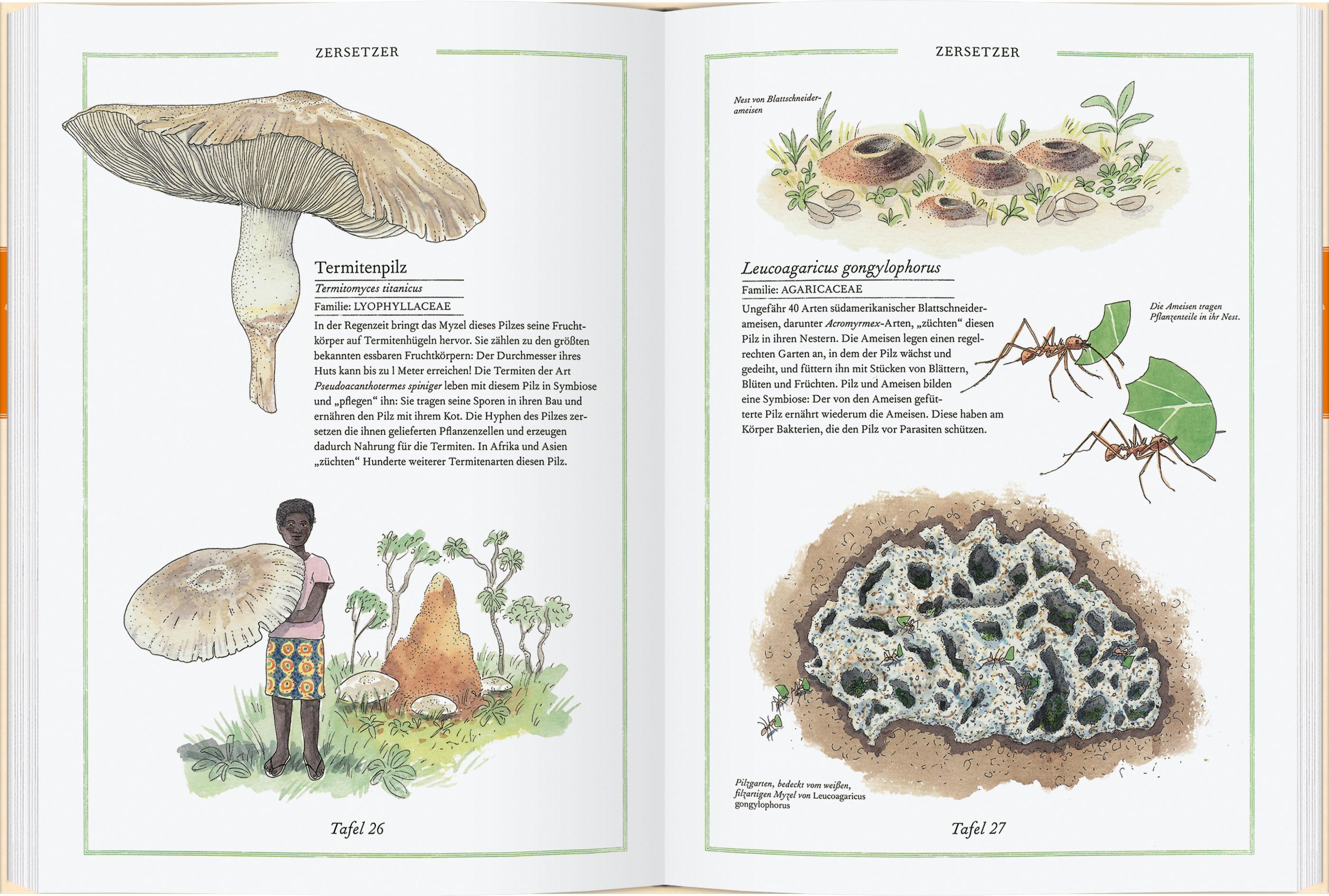 Beispielinhalt (Bild) Steinpilz, Trüffel, Pfifferling