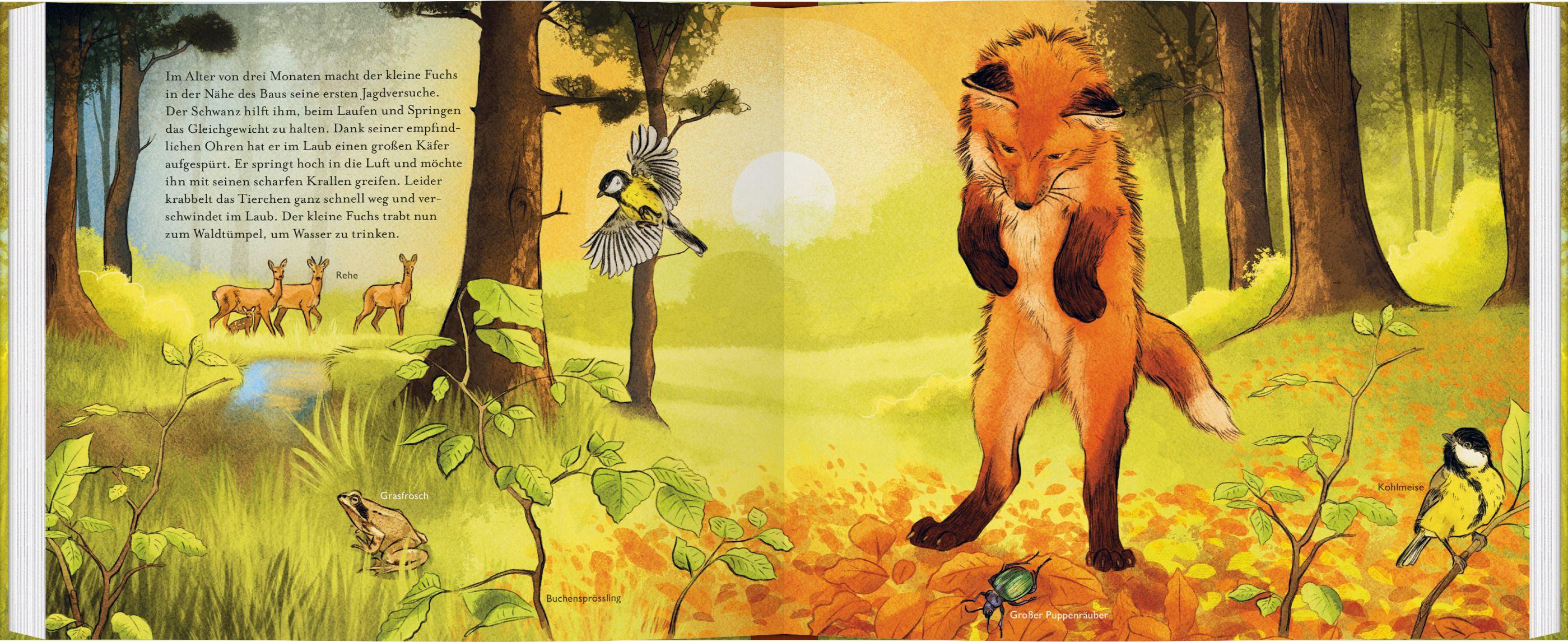 Beispielinhalt (Bild) Kleiner Fuchs, bald bist du groß!