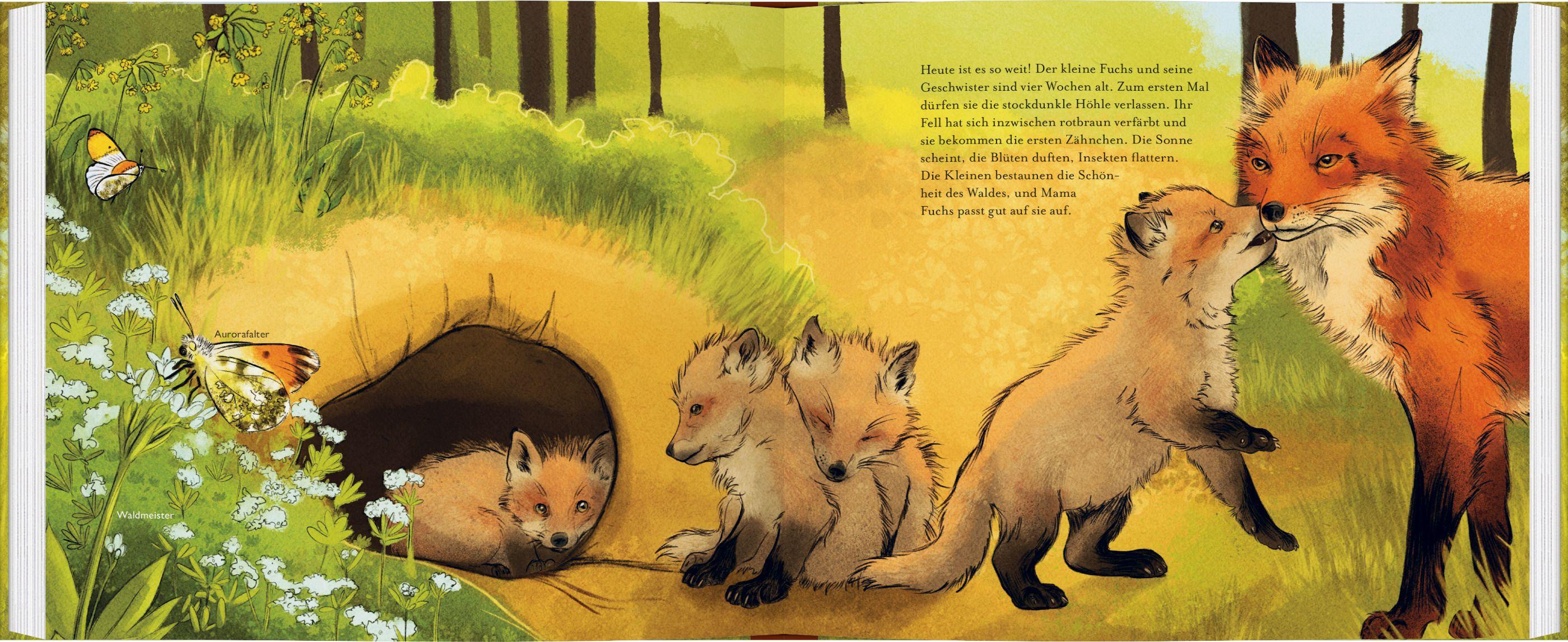 Beispielinhalt (Bild) Kleiner Fuchs, bald bist du groß!